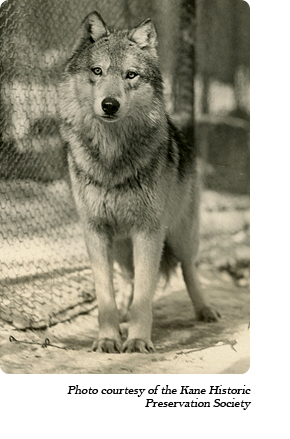 A lobo wolf at Dr. McCleery's wolf park along Route 6 between Kane and Mt. Jewett, PA