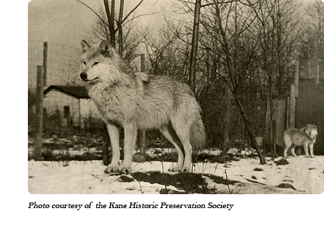 Wolves at Dr. McCleery's first lobo wolf park within the town limits of Kane, PA (1921-1929)