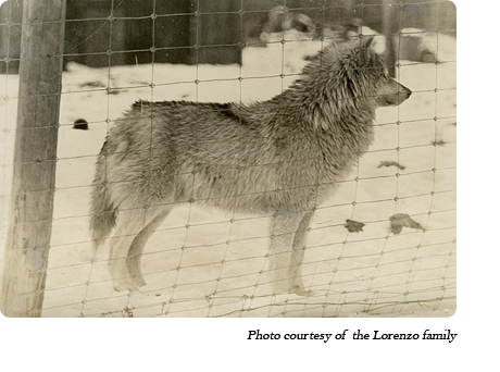A wolf at Dr. McCleery's first lobo wolf park within the town limits of Kane, PA (1921-1929)
